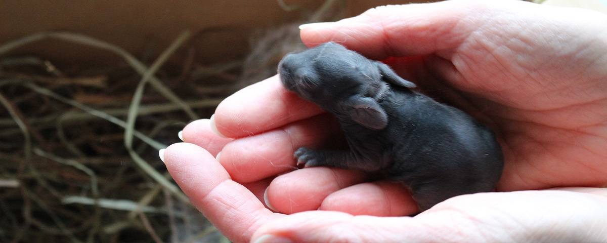 Nigora Rabbit The Fuzzy EAR | Angora rabbits, fiber, yarn, education & therapy