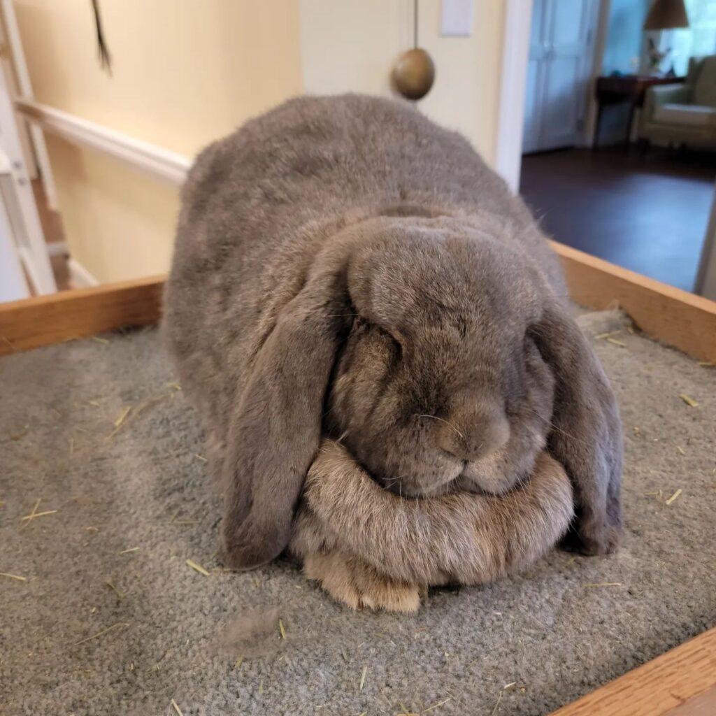 English Angora Rabbit sitting on a mat