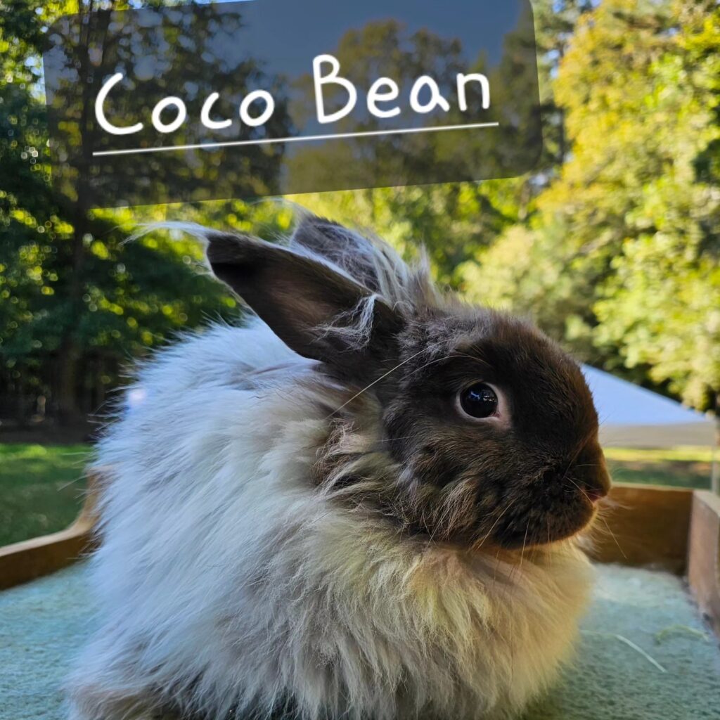 Always sweet Coco Bean