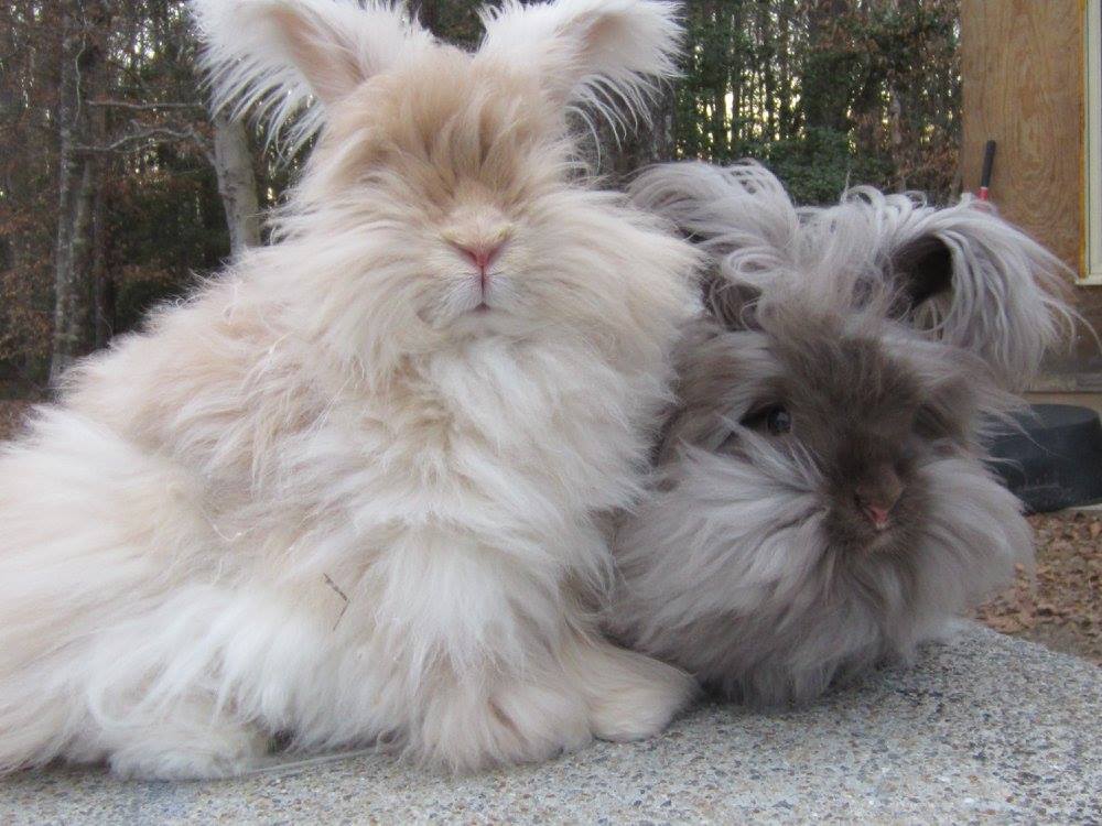 Angora rabbits Honeysuckle and Camilla