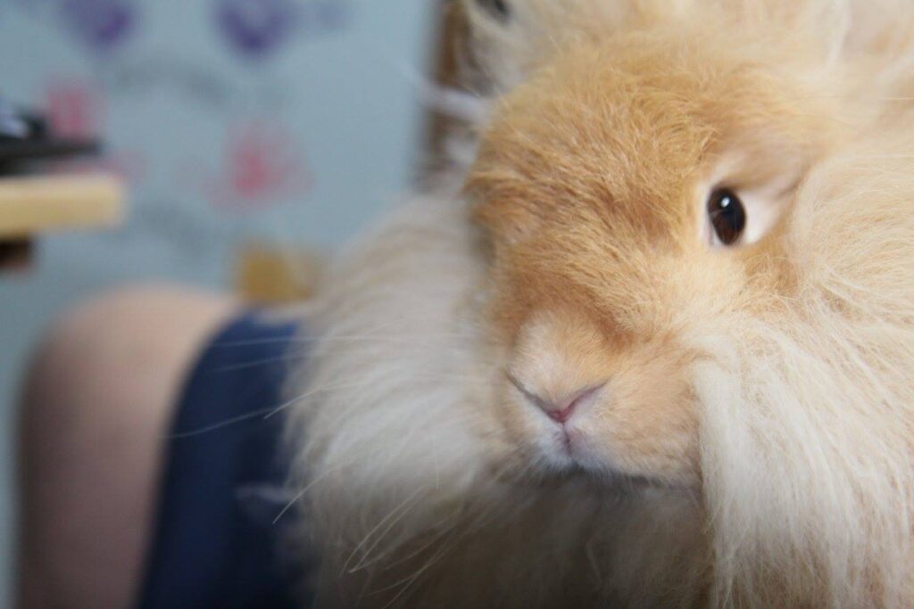 Angora Lady Lois