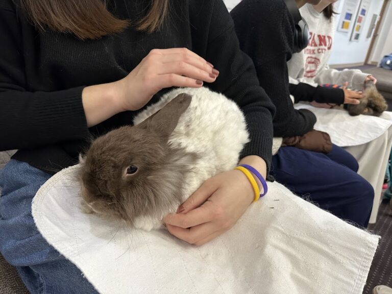 Coco Bean during Therapy